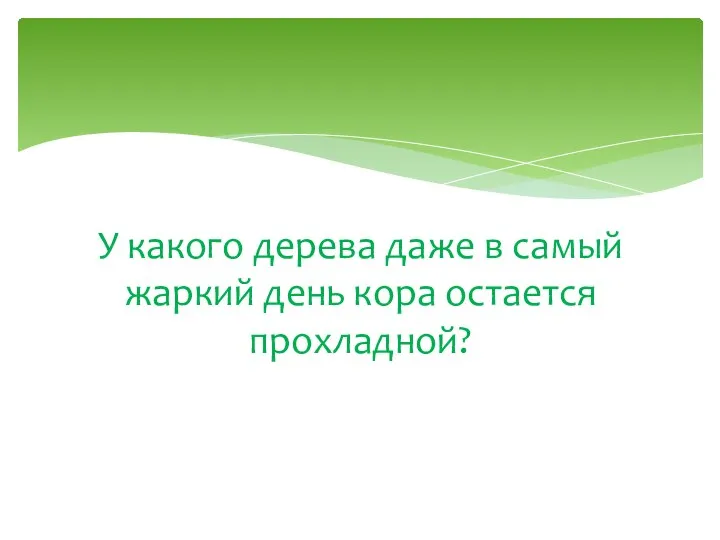 У какого дерева даже в самый жаркий день кора остается прохладной?