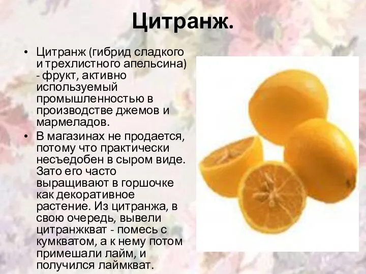 Цитранж. Цитранж (гибрид сладкого и трехлистного апельсина) - фрукт, активно используемый промышленностью