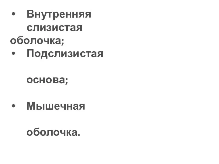 Внутренняя слизистая оболочка; Подслизистая основа; Мышечная оболочка.