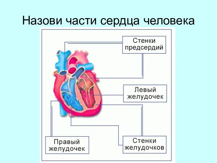 Назови части сердца человека