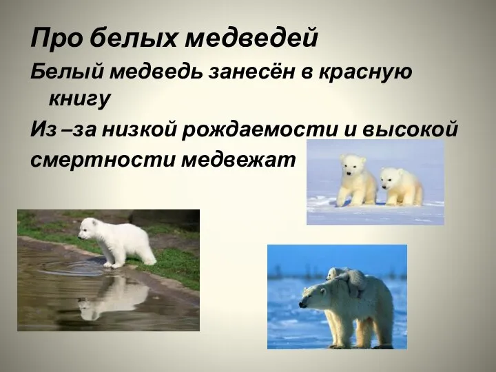 Про белых медведей Белый медведь занесён в красную книгу Из –за низкой