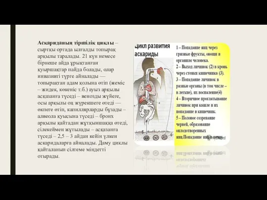 Аскариданың тіршілік циклы – сыртқы ортада ылғалды топырақ арқылы таралады. 21 күн