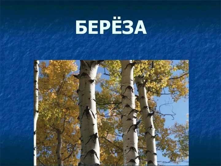 БЕРЁЗА