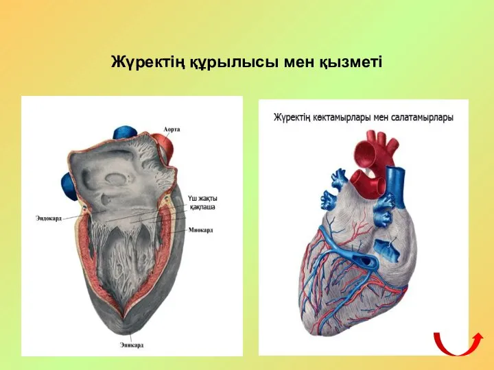 Жүректің құрылысы мен қызметі