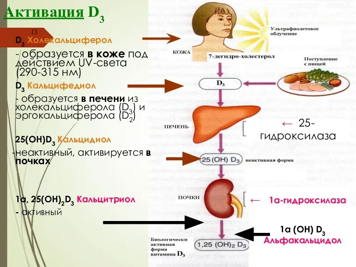 Активация D3 D3 Холекальциферол - образуется в коже под действием UV-света (290-315