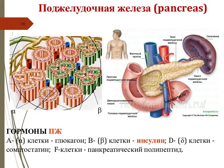 Поджелудочная железа (pancreas) ГОРМОНЫ ПЖ А- (α) клетки - глюкагон; В- (β)