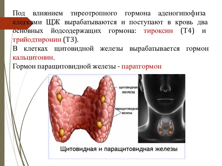 Под влиянием тиреотропного гормона аденогипофиза клетками ЩЖ вырабатываются и поступают в кровь