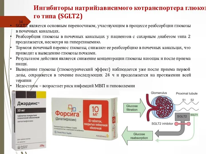 SGLT2 является основным переносчиком, участвующим в процессе реабсорбции глюкозы в почечных канальцах.