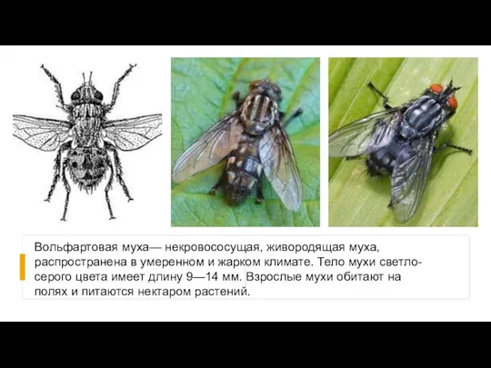 Вольфартовая муха— некровососущая, живородящая муха, распространена в умеренном и жарком климате. Тело