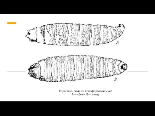 Взрослые личинки вольфартовой мухи А— сбоку; В— снизу
