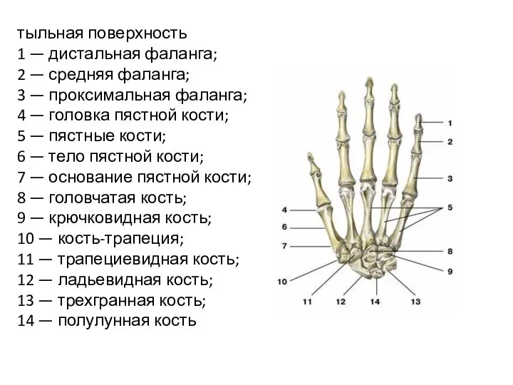 тыльная поверхность 1 — дистальная фаланга; 2 — средняя фаланга; 3 —