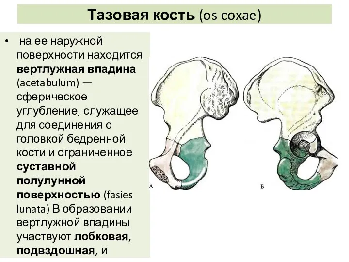 Тазовая кость (os coxae) на ее наружной поверхности находится вертлужная впадина (acetabulum)