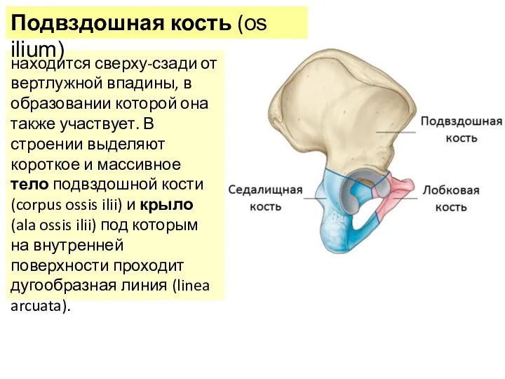 находится сверху-сзади от вертлужной впадины, в образовании которой она также участвует. В