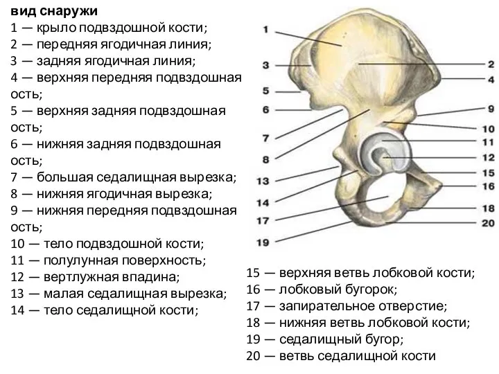 вид снаружи 1 — крыло подвздошной кости; 2 — передняя ягодичная линия;