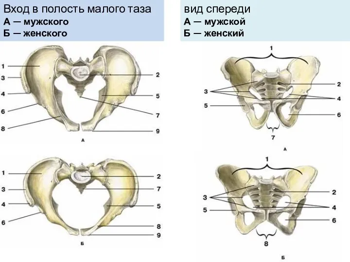 Вход в полость малого таза А — мужского Б — женского вид