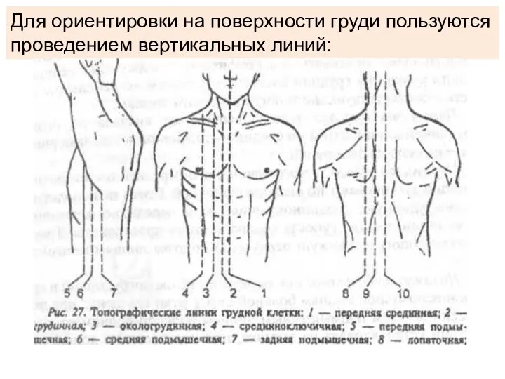 Для ориентировки на поверхности груди пользуются проведением вертикальных линий: