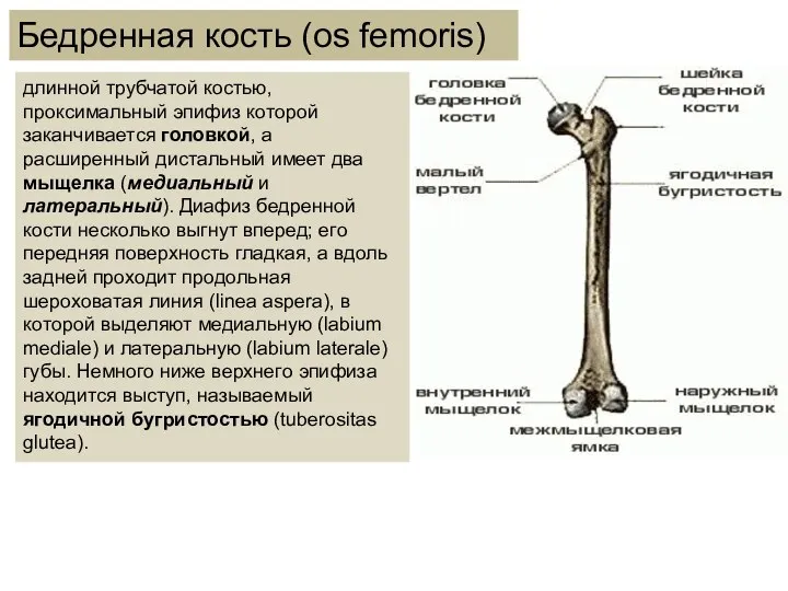 длинной трубчатой костью, проксимальный эпифиз которой заканчивается головкой, а расширенный дистальный имеет