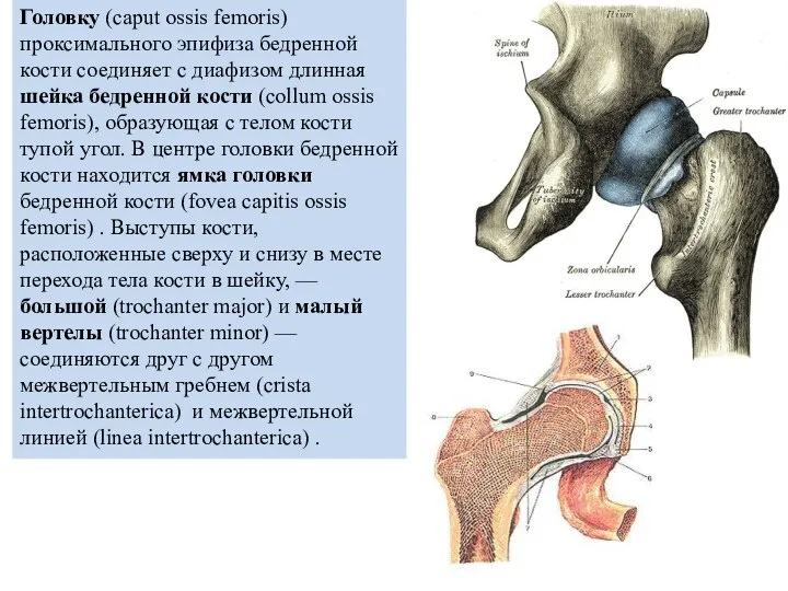 Головку (caput ossis femoris) проксимального эпифиза бедренной кости соединяет с диафизом длинная