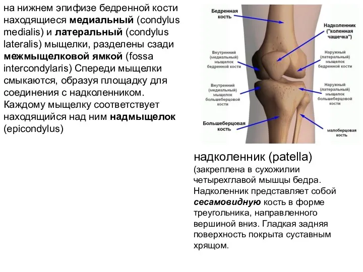 на нижнем эпифизе бедренной кости находящиеся медиальный (condylus medialis) и латеральный (condylus