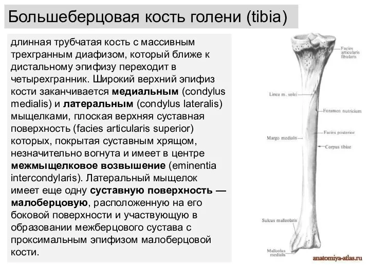 длинная трубчатая кость с массивным трехгранным диафизом, который ближе к дистальному эпифизу