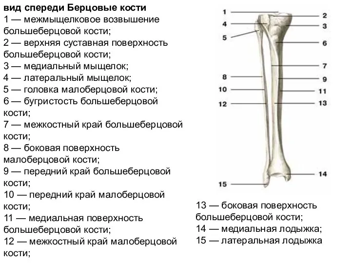 вид спереди Берцовые кости 1 — межмыщелковое возвышение большеберцовой кости; 2 —