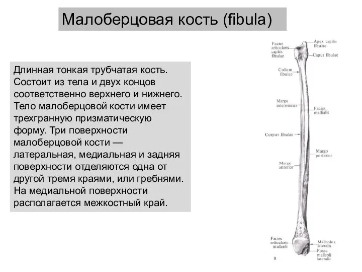 Длинная тонкая трубчатая кость. Состоит из тела и двух концов соответственно верхнего