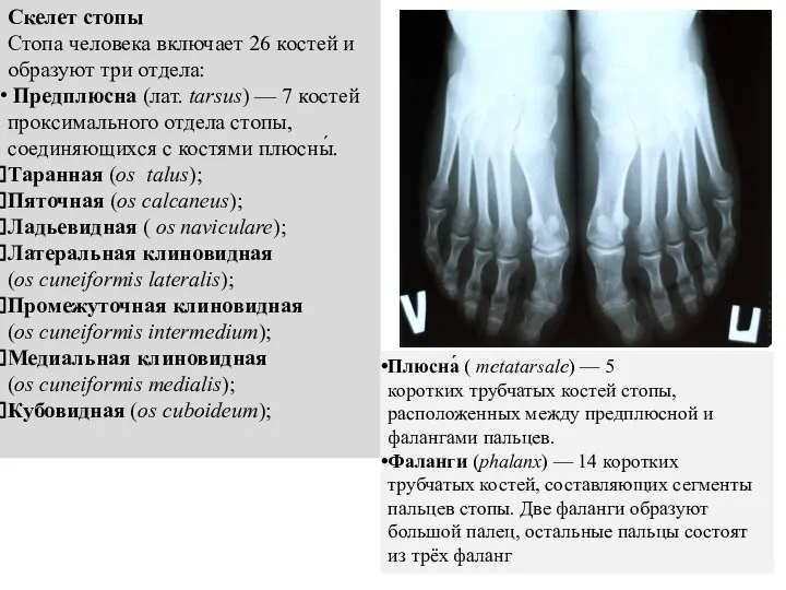 Скелет стопы Стопа человека включает 26 костей и образуют три отдела: Предплюсна
