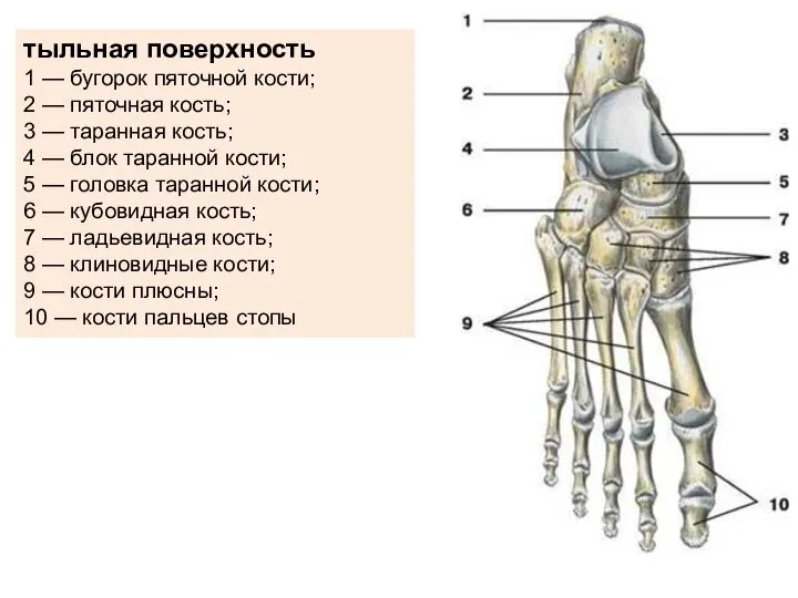 тыльная поверхность 1 — бугорок пяточной кости; 2 — пяточная кость; 3