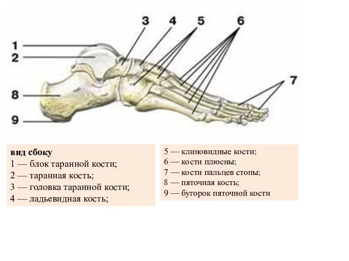 вид сбоку 1 — блок таранной кости; 2 — таранная кость; 3