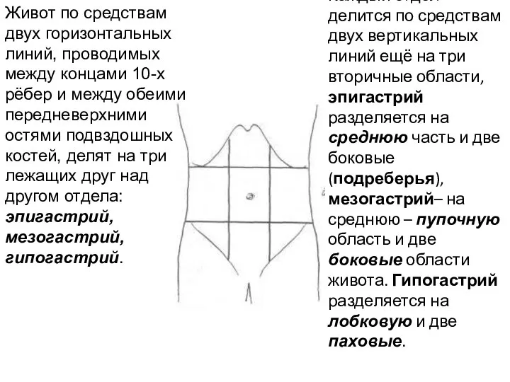 Живот по средствам двух горизонтальных линий, проводимых между концами 10-х рёбер и