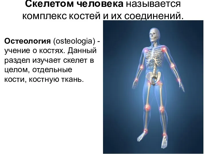 Скелетом человека называется комплекс костей и их соединений. Остеология (osteologia) - учение