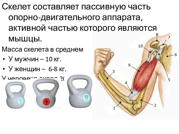 Скелет составляет пассивную часть опорно-двигательного аппарата, активной частью которого являются мышцы. Масса