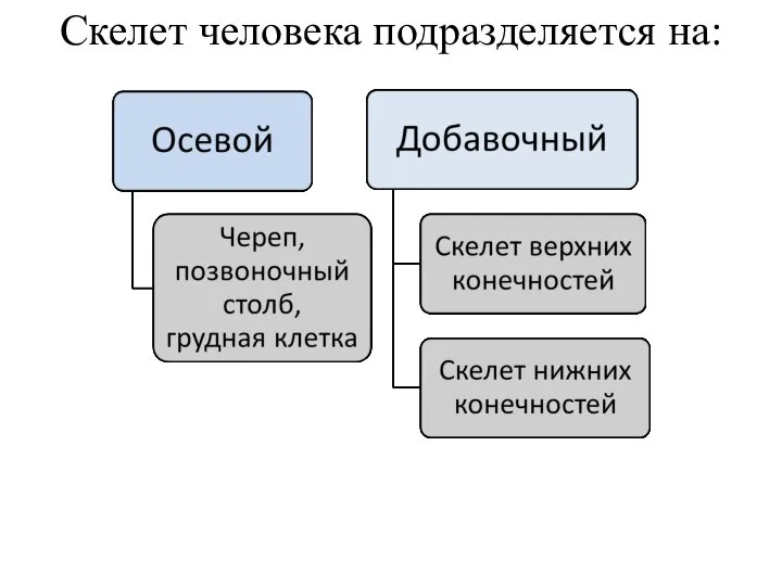 Скелет человека подразделяется на: