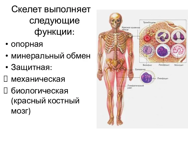Скелет выполняет следующие функции: опорная минеральный обмен Защитная: механическая биологическая (красный костный мозг)