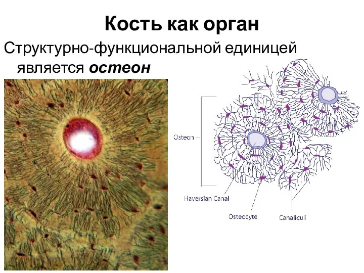 Кость как орган Структурно-функциональной единицей является остеон