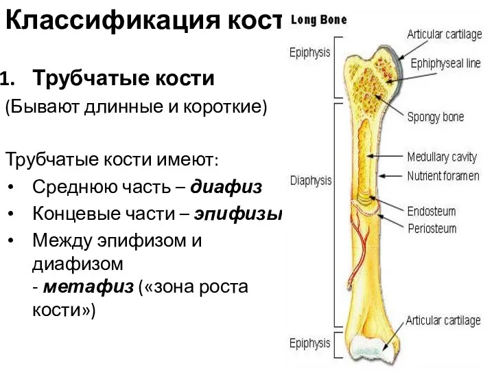 Классификация костей Трубчатые кости (Бывают длинные и короткие) Трубчатые кости имеют: Среднюю