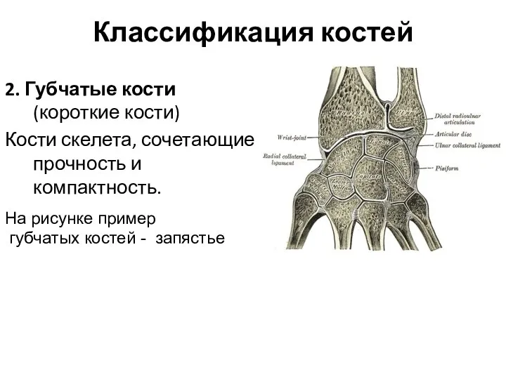 Классификация костей 2. Губчатые кости (короткие кости) Кости скелета, сочетающие прочность и