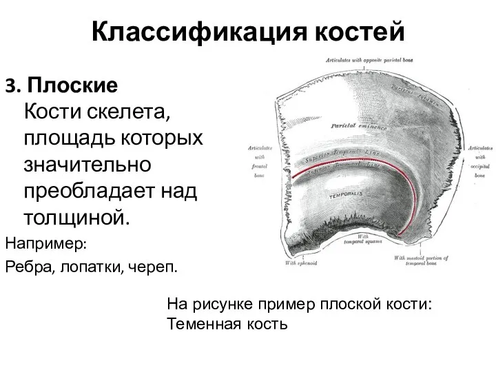 Классификация костей 3. Плоские Кости скелета, площадь которых значительно преобладает над толщиной.