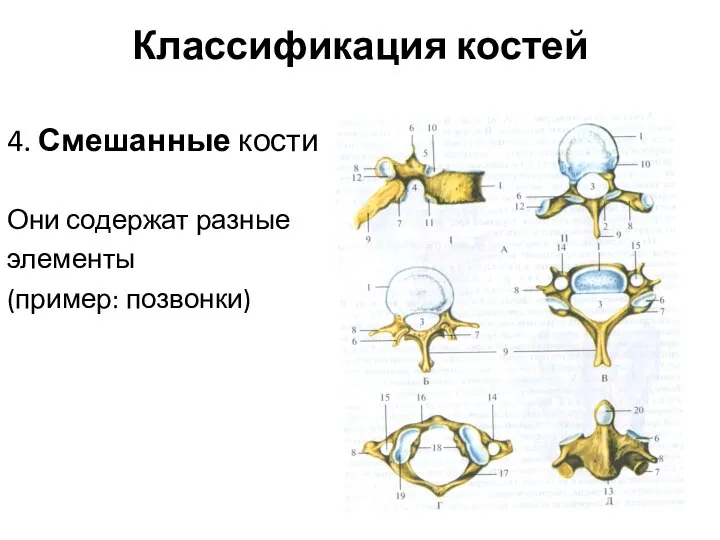 Классификация костей 4. Смешанные кости Они содержат разные элементы (пример: позвонки)