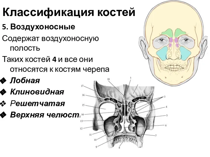 Классификация костей 5. Воздухоносные Содержат воздухоносную полость Таких костей 4 и все
