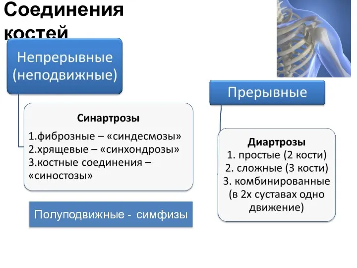 Соединения костей Полуподвижные - симфизы