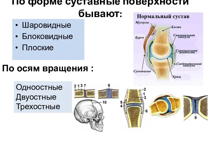 По форме суставные поверхности бывают: Шаровидные Блоковидные Плоские По осям вращения : Одноостные Двуостные Трехостные