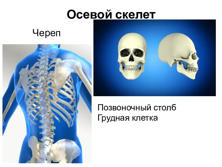 Осевой скелет Череп Позвоночный столб Грудная клетка