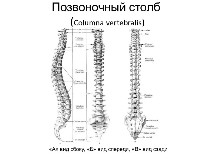 Позвоночный столб (Columna vertebralis) «А» вид сбоку, «Б» вид спереди, «В» вид сзади