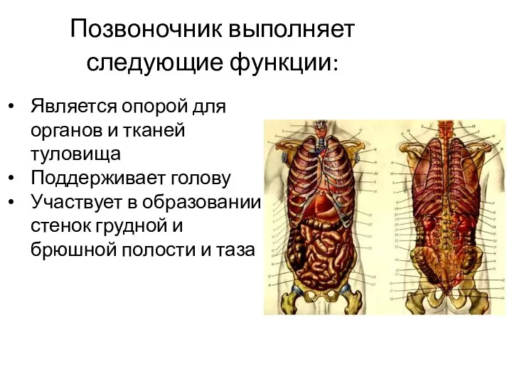 Позвоночник выполняет следующие функции: Является опорой для органов и тканей туловища Поддерживает