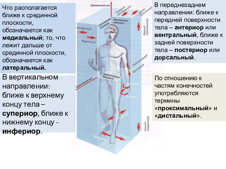 Что располагается ближе к срединной плоскости, обозначается как медиальный; то, что лежит