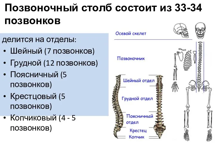 делится на отделы: Шейный (7 позвонков) Грудной (12 позвонков) Поясничный (5 позвонков)