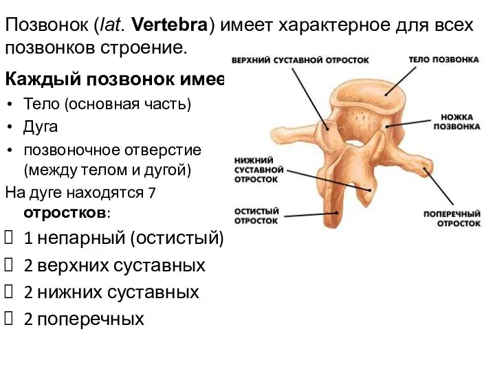 Каждый позвонок имеет: Тело (основная часть) Дуга позвоночное отверстие (между телом и