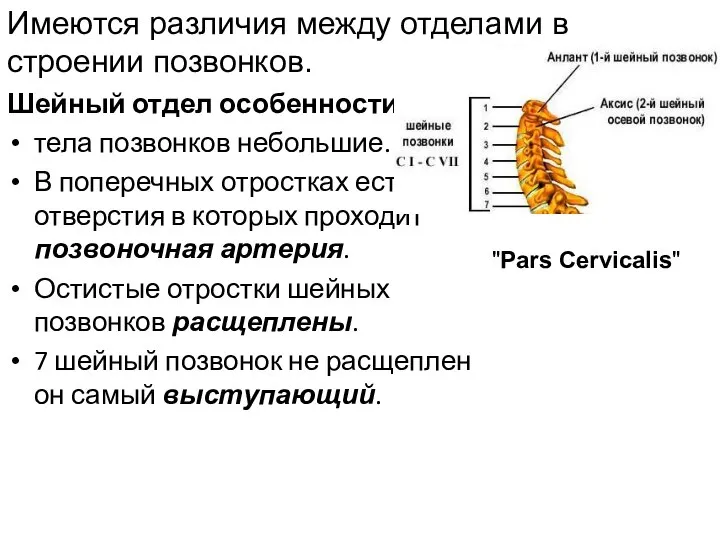 Шейный отдел особенности: тела позвонков небольшие. В поперечных отростках есть отверстия в