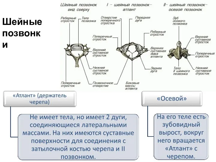 Шейные позвонки